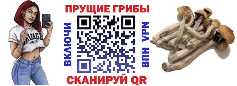 Галлюциногенные грибы GOLDEN TEACHER  Сосновоборск 